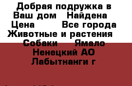 Добрая подружка,в Ваш дом!!!Найдена › Цена ­ 10 - Все города Животные и растения » Собаки   . Ямало-Ненецкий АО,Лабытнанги г.